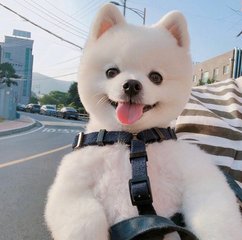 苹果手机怎样下载TP钱包